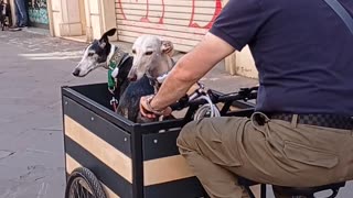 Cargo Bike Carries Cute Dogs