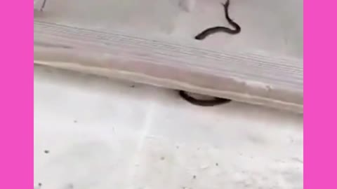 CAT fights with SNAKE
