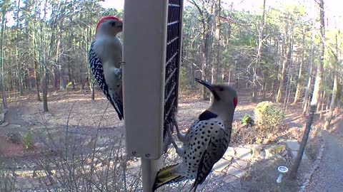redbellied woodpecker and norther flicker sharing