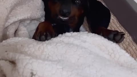 Puppy Has A Spooky Smile