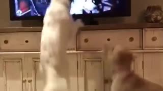 White dog jumps at television showing dog competition