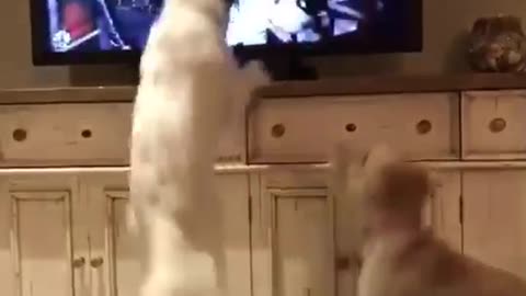 White dog jumps at television showing dog competition