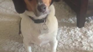 Dog howls at the end of happy birthday song