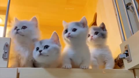 Best of cute cat 🐱 funny videos