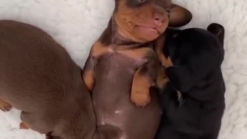 Puppy belly rubs, anyone? Funny Dog