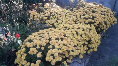 Chrysanthemums beauty queen