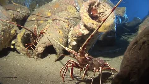 Ocean Life The Amazing Underwater