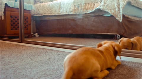 A Dog Fights With His Reflection In The Mirror#puppy#instagram #youtube