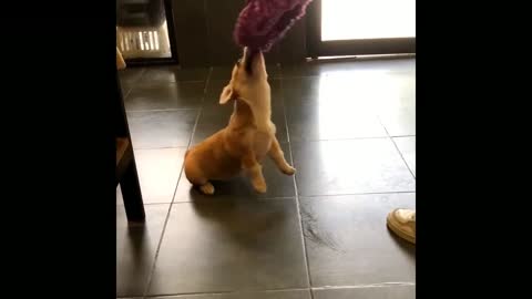 Puppy fighting a mop.