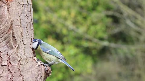 Watch how birds eat