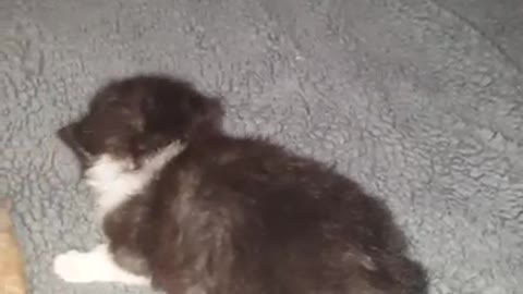 3 week old kitten with swimmers syndrome day 2