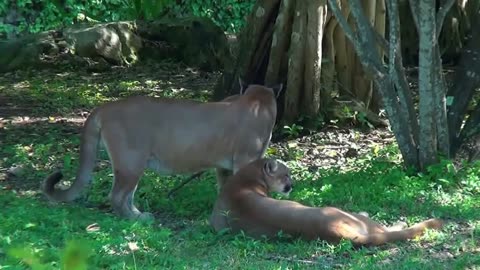 Fight of Lion other animals of Jungle