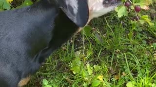 Doggy gets berries from the bush by himself