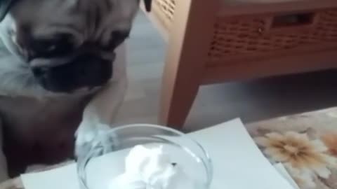 Dog Wants to Eat what is inside