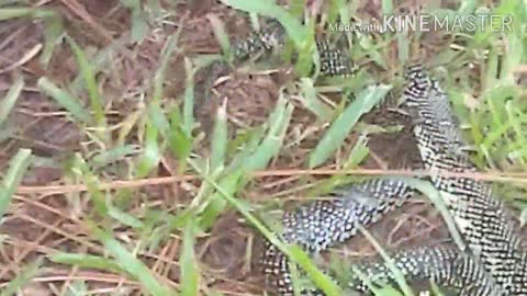 Beautiful speckled king snake