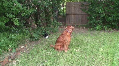 In the Yard with Chica and Jack