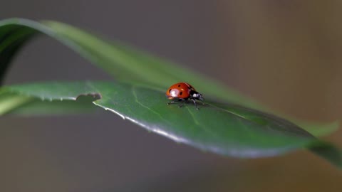 VIDEOS WITH COLORFUL LADYBUGS MATING ON FREE LEAVES IN NATURE!