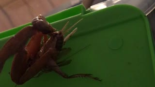 Monster mantis