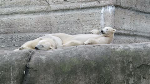 Sleepy Polar Bears Wake Up