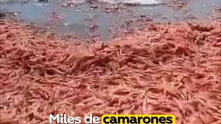 Hallan cientos de miles de camarones muertos en una playa del mar Rojo