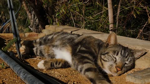 A Cute Cat Lying on the Soil Outdoor. 🐈 Cutie pie😻