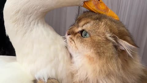 Cat love duck very much #shorts #shortvideo #video #virals #videovira
