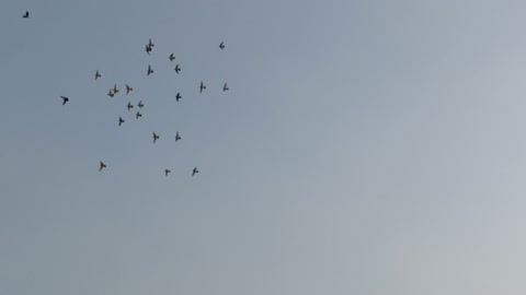 Most beautiful birds flying high better together beautifully.Beautiful birds!