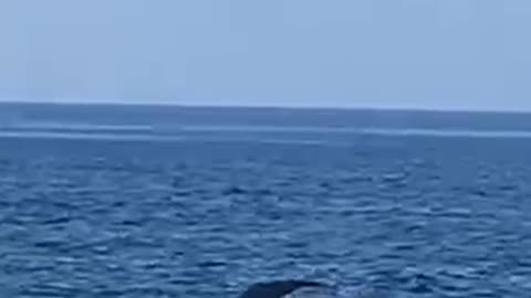 Whales 🐋 encounter 😍🌊