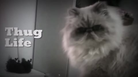 Cute cat Savage attitude/ Funny video