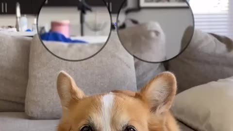 Big Eyes Trend (Corgi Edition)