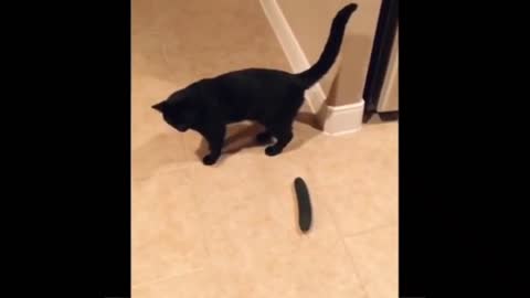 Cats scared of cucumber 🤣🤣🤣