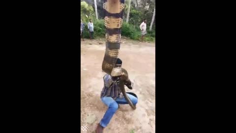 Very dangerous and scary rescue mission of a huge King Cobra from an Indian village