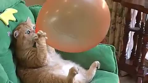 Cat blowing