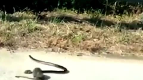 Brave rat mother rescues baby rat from snake mouth