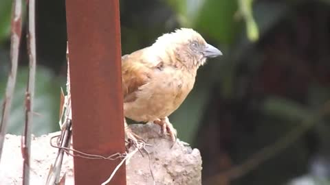 beautiful birds singing (14)