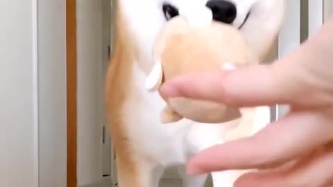 Cute Dog Video