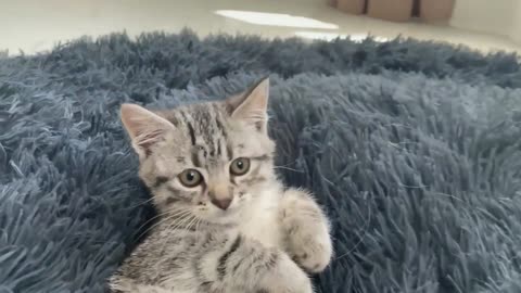 Golden Retriver shocked by a kitten occupying his bed.