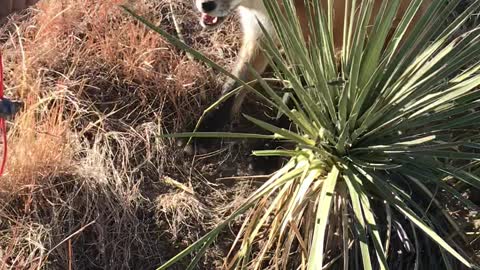 Another Nebraska fox