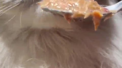 Cat eating food video