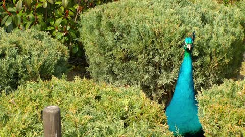 Blue peacock in a garden