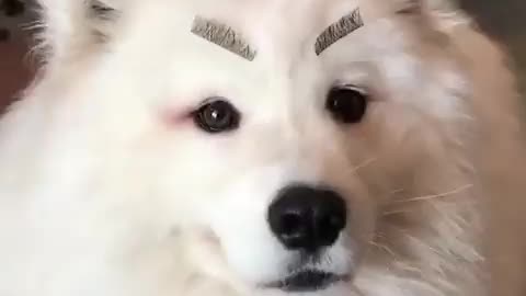 Putting Eyelashes on My Dog | Dog Funny Videos