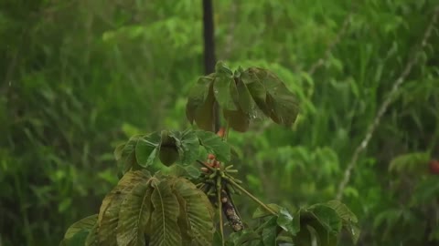 Sleep with the sound of rain and thunder