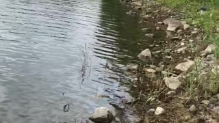 Grey and white pitbull swimming on leash owner swims in after her