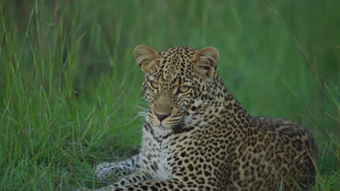 Leopard in Masaai mara.Wild animals Life