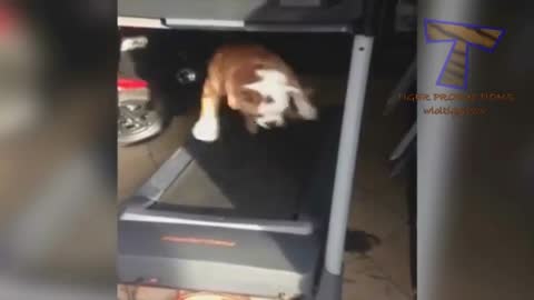 Dog on a travolator