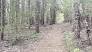 Hiking Around Timothy Lake near Hood View Campground – Mount Hood – Oregon – 4K