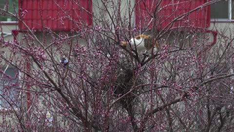 😮😮Magpies Birds Attacking A Cat Trying To Protect Their Nest😮😮