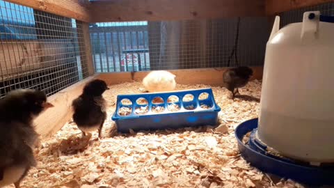 Baby Chickens Day # 04