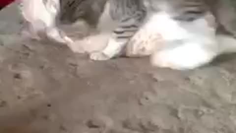 2 Cats Wrestling Like Pros - Non Want to Give Up