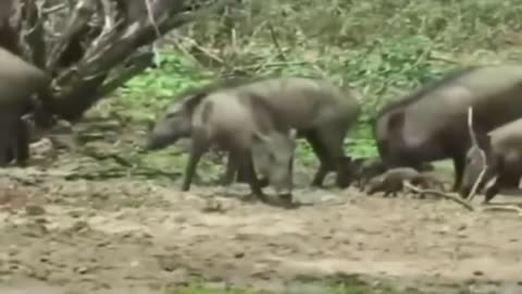 Wild animal fight